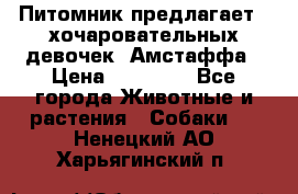 Питомник предлагает 2-хочаровательных девочек  Амстаффа › Цена ­ 25 000 - Все города Животные и растения » Собаки   . Ненецкий АО,Харьягинский п.
